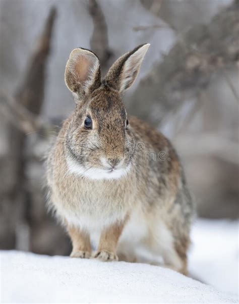 Eastern Cottontail Winter Stock Photos Free And Royalty Free Stock