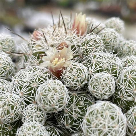 Mammillaria Vetula Subsp Gracilis Giromagi Cactus And Succulents