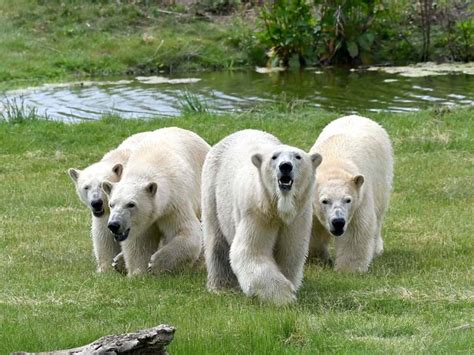 Yorkshire Wildlife Park