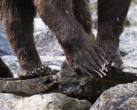 How To Tell Black Bears From Grizzly Bears Pitchstone Waters