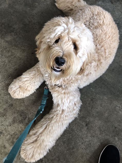 The cobberdog is a breed in development in australia and only approved breeders who are members of. Brickhaven Labradoodles | Australian labradoodle puppies ...