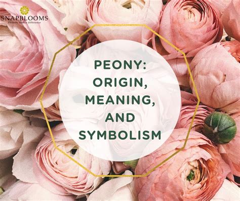 Peony Origin Meaning And Symbolism Snapblooms Blogs