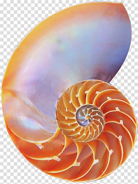 Chambered Nautilus Golden Ratio Seashell Spiral Seashell
