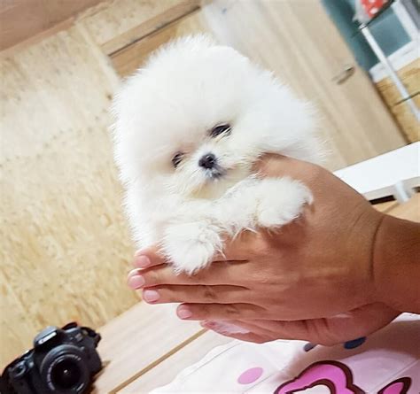 Teacup puppies for sale, tiny toy, imperial and miniature puppies for adoption and rescue near me. Oh my goodness!😲🥰 Look at that tiny cuteness💓🐾Bitty will ...