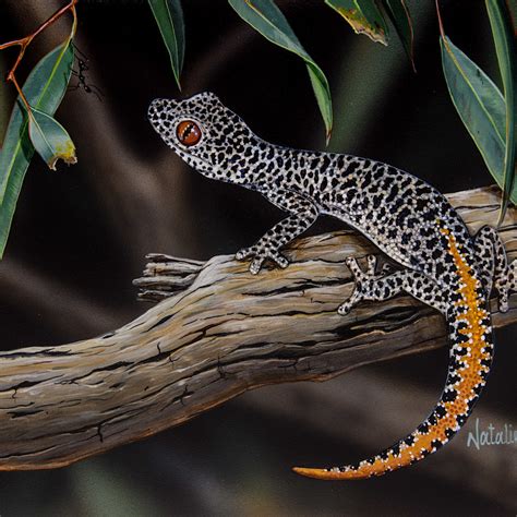 Hello Gecko Golden Tailed Gecko Strophurus Taenicauda Australian
