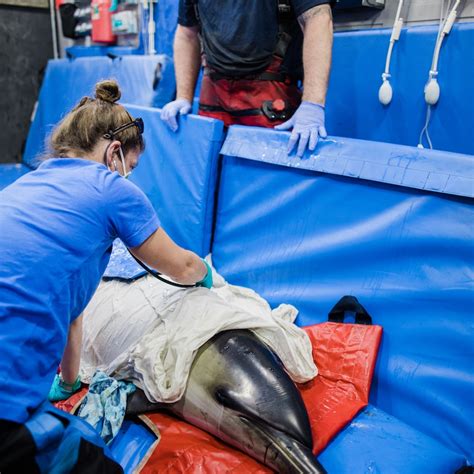 How To Become A Marine Veterinarian Steps To Take Career Outlook