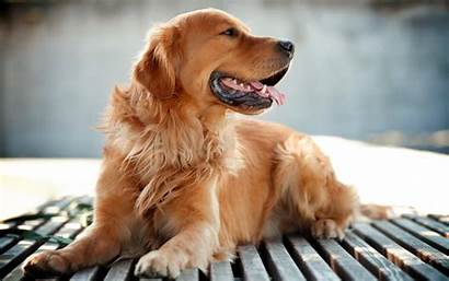 Golden Retriever Dog Wallpapers