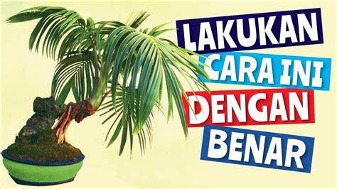 Tanah yang baik yang mengandung banyak lempung, mempunyai aerasi yang baik. Cara Membuat Media Tanam Bonsai Kelapa - YouTube