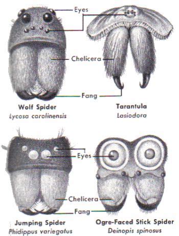 Spider Faces | Spider face, Spider species, Spider creature