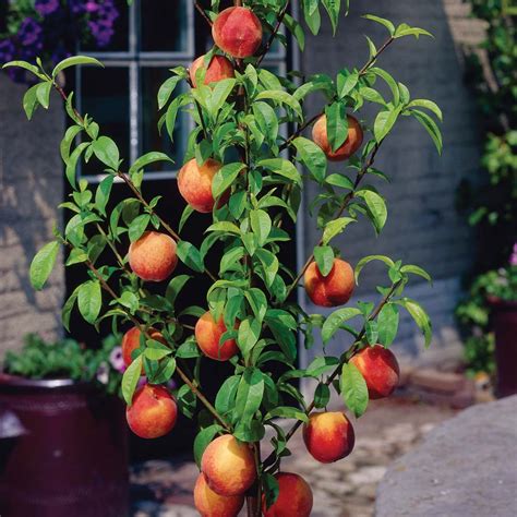 Peach Archives Ison S Nursery Vineyard