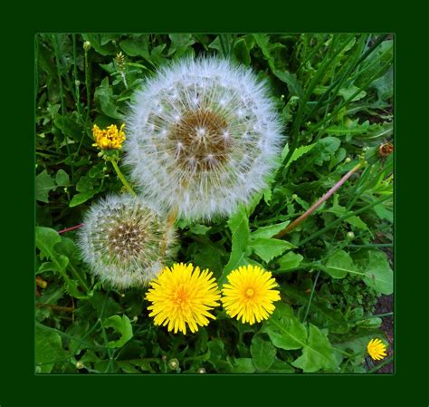 Dandelions New And Old The Cycle Of Nature Everything Old Flickr