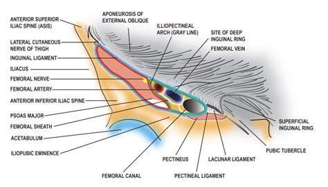 Figure Diagram Of The Femoral Sheath And Its Contents Contributed By Penney Dellavalle