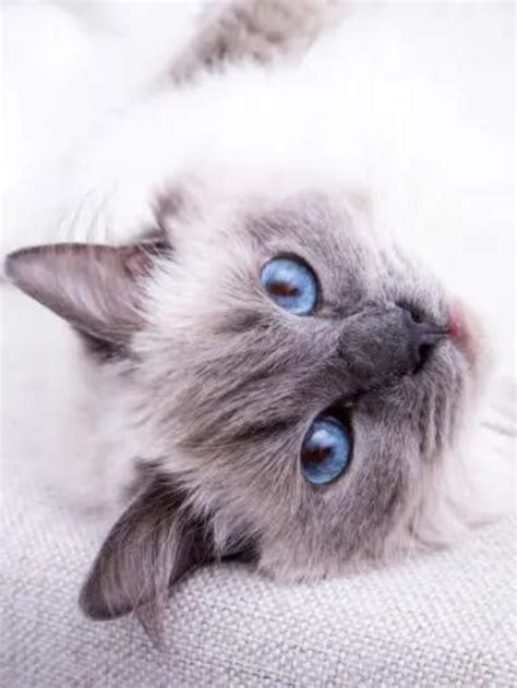 Seal Point Ragdoll Cats 12 Things That Make Them Even Cuter Story