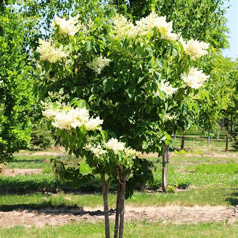 Ivory Silk Japanese Tree Lilac For Sale Online The Tree Center