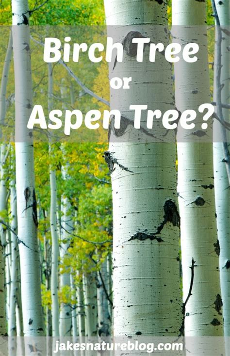 Is That A Birch Tree Or Aspen Tree Jakes Nature Blog