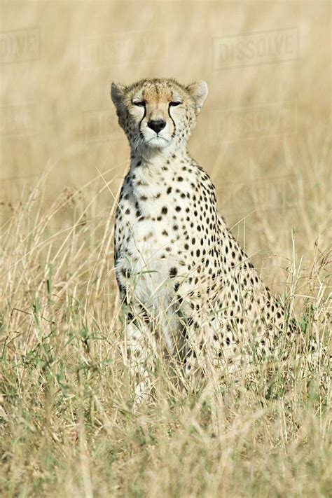 A Cheetah In The Grass Stock Photo Dissolve