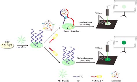 An Aptasensor For Accessible Detection Of Exosomes Exosome Rna