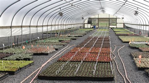 Nursery Industry Top Leader In Agriculture Production Katu