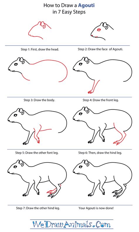 Https://wstravely.com/draw/how To Draw A Agouti