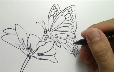 Bentuknya sangat mudah untuk dibuat sketsa meskipun ada beberapa yang bentuk sayapnya rumit. +1001 Keindahan Sketsa Gambar Kupu - kupu Terelengkap dan ...