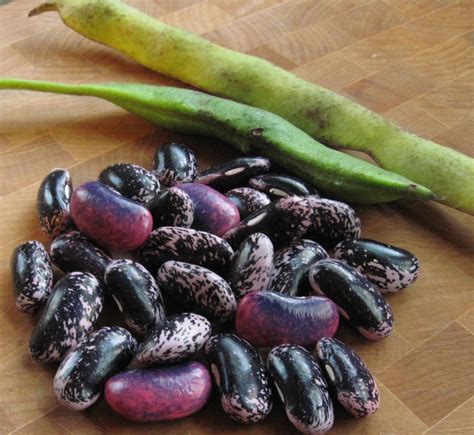 Yummy Purple Beans In The Garden Scarlet Runner Beans Scarlet Runner