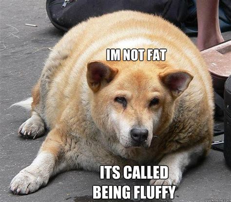 Fat Dog Memes Quickmeme