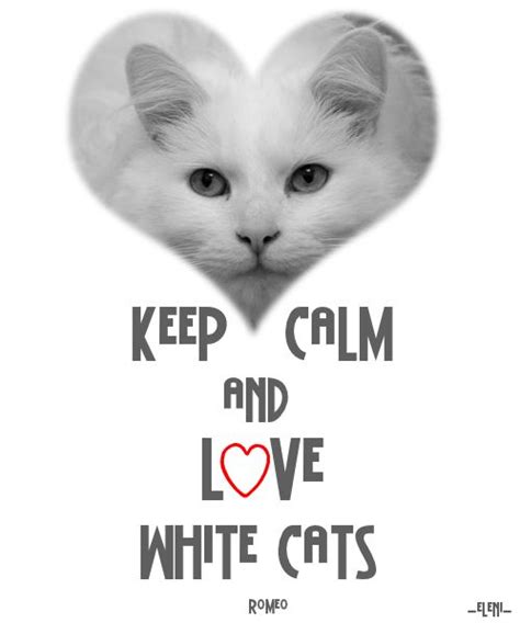 Keep Calm And Love White Cats Created By Eleni Keep Calm Quotes