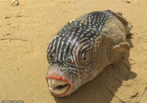 The Cheeseburger Fish Bizarre Sea Creature Discovered By Russian