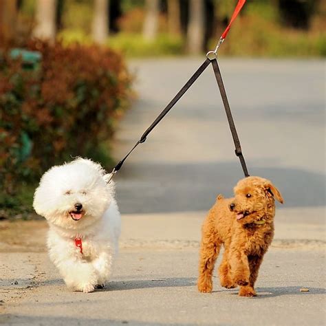 Walk Two Dogs Together Leash Dog Walking Dog Leash Dog Weight
