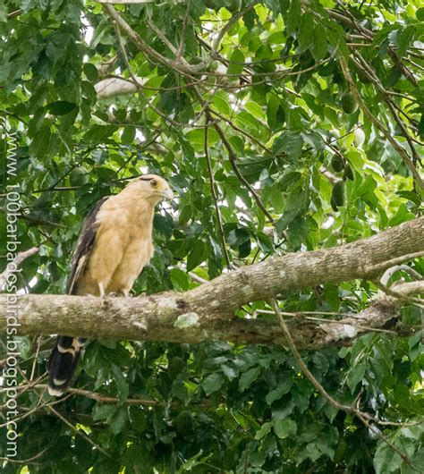 Birds Of Barbados Trinidad And Tobago Birding Trip 2016 Day 3