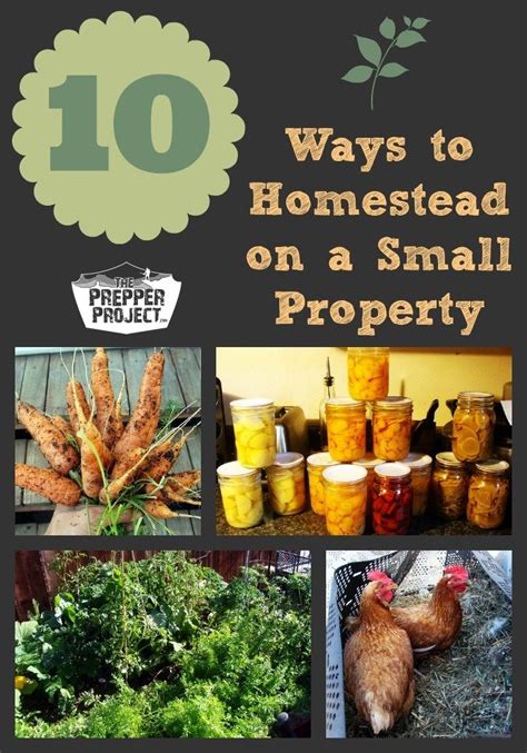 10 Ways To Homestead On A Small Property