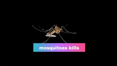 How Mosquitoes Use Six Needles To Suck Your Blood Youtube