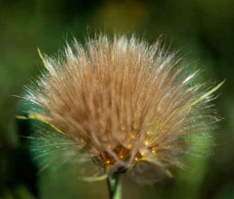 Rocky Mountain Wildflower Mountain Dandelion Preparing For Flickr