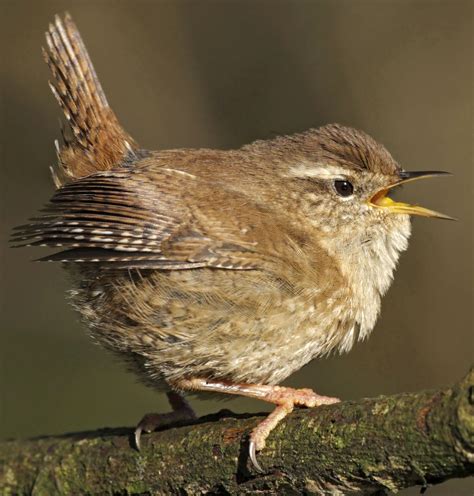 Wrenthe Wren Is Instantly Recognisable As A Tiny Warm Brown Bird With