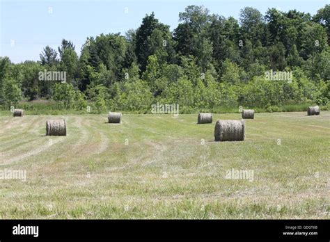 Freshly Cut And Baled Round Hay Bales In A Small Farmers Field Stock