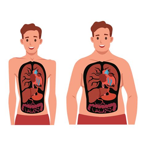 Fat And Skinny Man Inside Body Flat Vector Illustration Isolated On