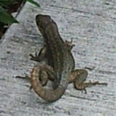 Northern Curly Tailed Lizard West Palm Beach Florida United States