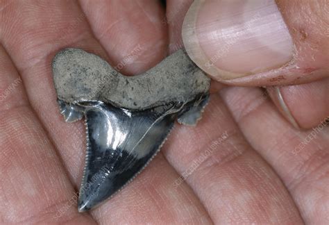 Fossil Shark Tooth Stock Image E4450145 Science Photo Library
