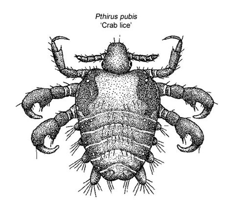 Pubic Lice Under A Microscope