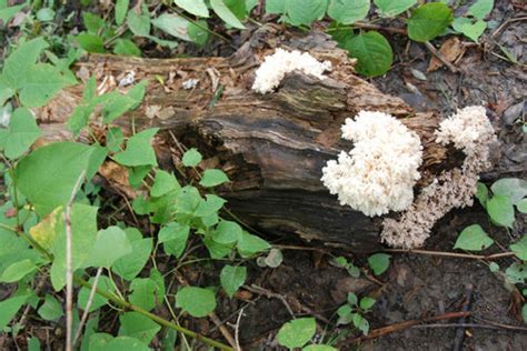 Large White Fungus On Dead Tree
