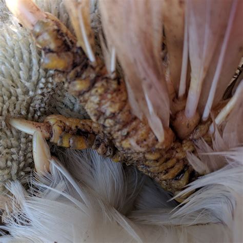 Scaly Leg Mite Infestation In Chickens