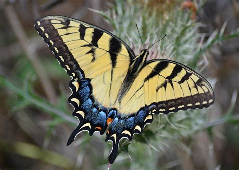 Eastern Tiger Swallowtail Butterfly 1 Papilio Glaucus Photograph By