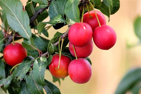 15 Different Types Of Plums With Images Asian Recipe