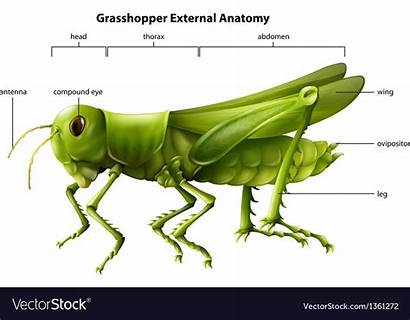 Grasshopper Anatomy External Vector Illustration Vectorstock Showing