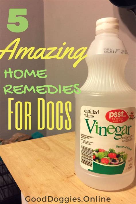 5 Amazing Homemade Remedies For Dogs Good Doggies Online Dog