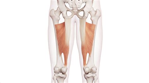 Adduttori Anatomia Funzione Ed Esercizi Project Invictus