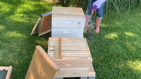 A Look Inside A Honey Bee Hive Youtube