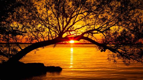 Download Wallpaper 1920x1080 Tree Lake Sunset Sun Sunlight