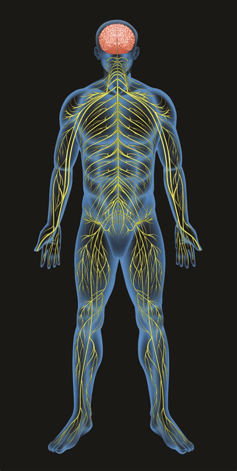 And the autonomic, or involuntary, component. What Is The Autonomic Nervous System And Can We Control It ...