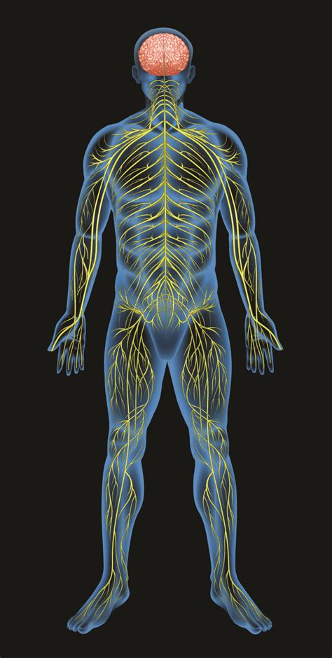 A neuron consists of a cell body called cyton, and two types of processes—dendrite and axon. What Is The Autonomic Nervous System And Can We Control It? - The Good Human